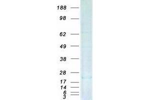 Validation with Western Blot (DUSP23 Protein (Myc-DYKDDDDK Tag))