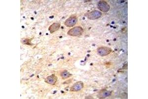 cIAP2 antibody immunohistochemistry analysis in formalin fixed and paraffin embedded human brain tissue. (BIRC3 antibody  (AA 101-131))