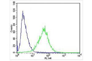 Overlay histogram showing SH-SY5Y cells stained with (ABIN6244265 and ABIN6577956) (green line). (FAM168B antibody  (AA 105-139))