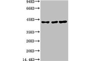 Western blot analysis of 1) Hela, 2)Mouse Brain Tissue, 3) Rat Brain Tissue with TBP/TATA Binding Protein Mouse mAb diluted at 1:2,000. (TBP antibody)