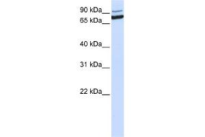 WB Suggested Anti-XAB2 Antibody Titration:  0. (XAB2 antibody  (C-Term))
