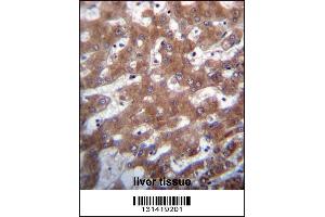 TRUB1 Antibody immunohistochemistry analysis in formalin fixed and paraffin embedded human liver tissue followed by peroxidase conjugation of the secondary antibody and DAB staining. (TRUB1 antibody  (AA 152-180))
