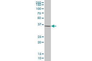 Annexin A9 antibody  (AA 1-338)