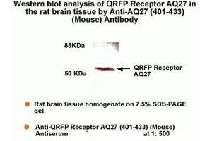Western Blot Analysis of QRFP Receptor AQ27 in the rat brain tissue by Anti-AQ27 (401-433)(Mouse) Antibody. (QRFPR antibody  (AA 401-433))