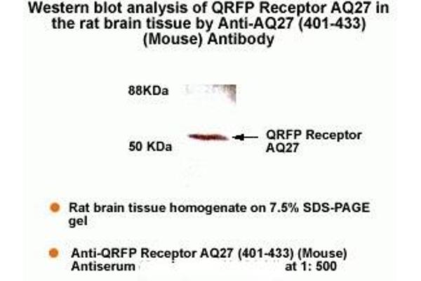 QRFPR anticorps  (AA 401-433)