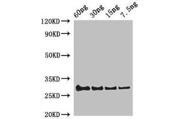 Lysozyme 1 (LYZ1) (AA 19-147) antibody