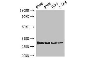 Western Blot Positive WB detected in Recombinant protein All lanes: Lysozyme C-1 antibody at 2 μg/mL Secondary Goat polyclonal to rabbit IgG at 1/50000 dilution Predicted band size: 30 kDa Observed band size: 30 kDa