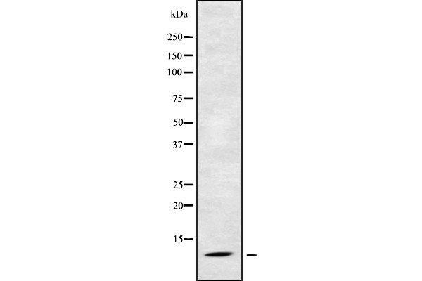 RPS21 antibody  (Internal Region)