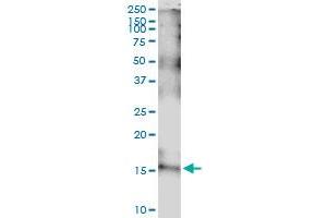 Immunoprecipitation of IL15 transfected lysate using anti-IL15 MaxPab rabbit polyclonal antibody and Protein A Magnetic Bead , and immunoblotted with IL15 MaxPab mouse polyclonal antibody (B01) .