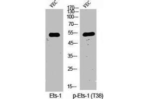 Western Blot analysis of VEC cells using Phospho-Ets-1 (T38) Polyclonal Antibody (ETS1 antibody  (pThr38))
