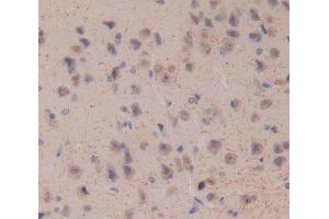 Figure. (Caspase 8 antibody  (AA 8-197))