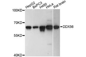 Western blot analysis of extracts of various cell lines, using DDX56 antibody (ABIN5996684) at 1:3000 dilution. (DDX56 antibody)
