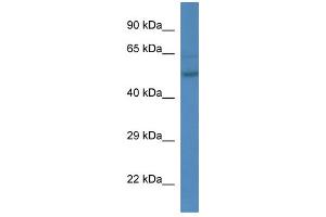WB Suggested Anti-Esrra Antibody   Titration: 1. (ESRRA antibody  (C-Term))