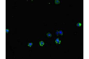 Immunofluorescent analysis of HepG2 cells using ABIN7172261 at dilution of 1:100 and Alexa Fluor 488-congugated AffiniPure Goat Anti-Rabbit IgG(H+L) (TLR1 antibody  (AA 25-580))