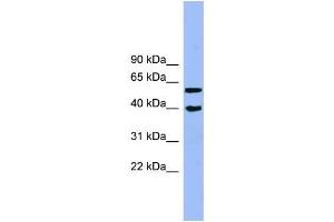 Human Jurkat; WB Suggested Anti-ALLC Antibody Titration: 0. (Allantoicase antibody  (N-Term))
