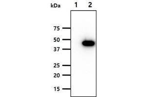 The cell lysates (10ug) were resolved by SDS-PAGE, transferred to PVDF membrane and probed with anti-human PEDF antibody (1:1000).