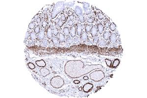 In the intestine collagen IV immunostaining involves basement membranes vessels of all sizes and smooth muscle cells of the lamina muscularis mucosae (Recombinant Collagen IV antibody)