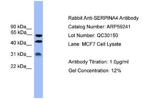 WB Suggested Anti-SERPINA4  Antibody Titration: 0. (SERPINA4 antibody  (Middle Region))