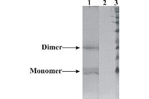 Western-Blot detection of human NRTN expressed in CHO cells.