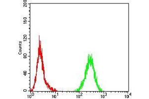 Flow cytometric analysis of Hela cells using PLCG1 mouse mAb (green) and negative control (red). (Phospholipase C gamma 1 antibody  (AA 39-181))