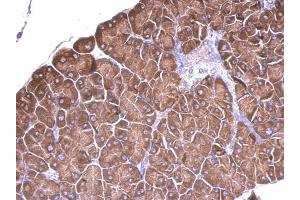 IHC-P Image RPS15 antibody detects RPS15 protein at cytosol on mouse prostate by immunohistochemical analysis.