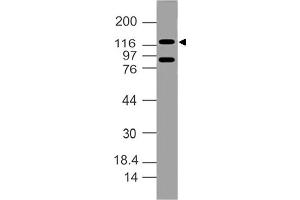 Image no. 1 for anti-Damage Specific DNA Binding Protein 1 (DDB1) (AA 300-530) antibody (ABIN5027134) (DDB1 antibody  (AA 300-530))