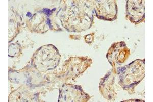 Immunohistochemistry of paraffin-embedded human placenta tissue using ABIN7170139 at dilution of 1:100 (SLC22A11 antibody  (AA 40-150))