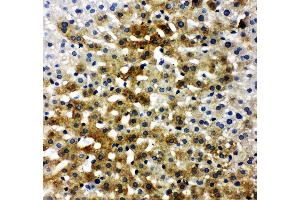 Anti-Bone Sialoprotein antibody, IHC(P) IHC(P): Rat Liver Tissue (IBSP antibody  (C-Term))
