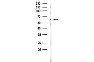 anti-Amyloid beta (A4) Precursor Protein-Binding, Family A, Member 3 (APBA3) (N-Term) antibody