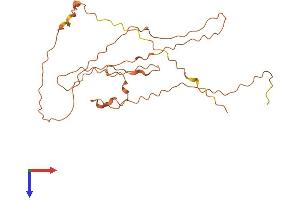 AlphaFold protein structure predicition of Human Recombinant DCANP1 Protein, UniprotID Q8TF63 (Chromosome 5 Open Reading Frame 20 (C5ORF20) (AA 1-244) protein (His tag))