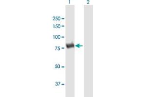 Western Blot analysis of DPP3 expression in transfected 293T cell line by DPP3 MaxPab polyclonal antibody. (DPP3 antibody  (AA 1-737))