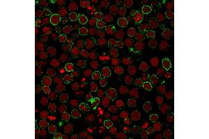 Immunofluorescence staining of Ramos cells using CD10 Mouse Monoclonal Antibody (CB-CALLA) followed by goat anti-Mouse IgG conjugated to CF488 (green). (MME antibody)
