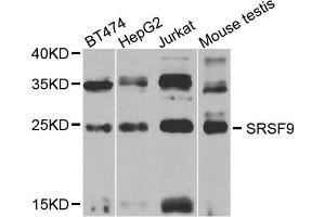 Western blot analysis of extracts of various cell lines, using SRSF9 antibody (ABIN5973601) at 1/1000 dilution. (SFRS9 antibody)