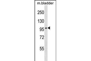 TOP3B Antibody (C-term) (ABIN1537618 and ABIN2848469) western blot analysis in mouse bladder tissue lysates (35 μg/lane). (TOP3B antibody  (C-Term))