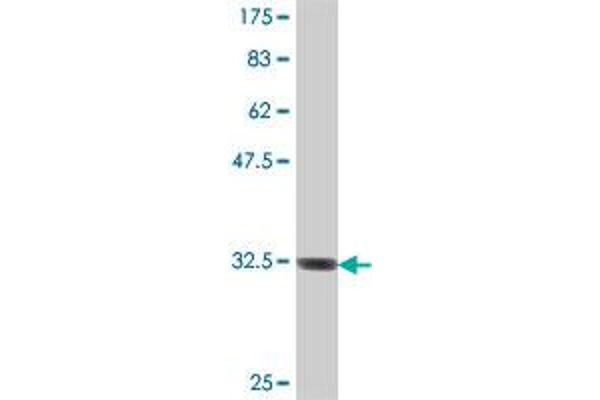 SEC22C antibody  (AA 3-68)