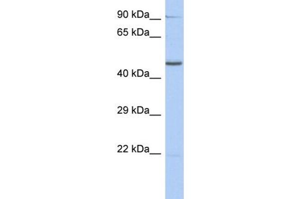 ZNF669 antibody  (N-Term)