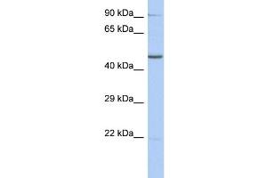 WB Suggested Anti-ZNF669 Antibody Titration:  0. (ZNF669 antibody  (N-Term))