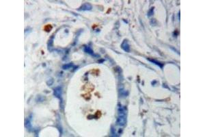#VALUE! (FBXW7 antibody  (AA 279-515))