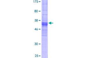 OR2C3 Protein (AA 1-319) (GST tag)