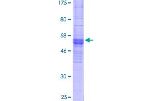 OR2C3 Protein (AA 1-319) (GST tag)