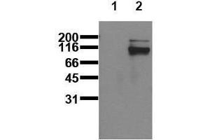 Western Blotting (WB) image for anti-Signal Transducer and Activator of Transcription 5A (STAT5A) (pTyr695), (pTyr699) antibody (ABIN126900) (STAT5A antibody  (pTyr695, pTyr699))