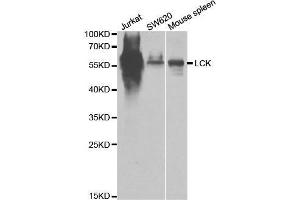 Western blot analysis of extracts of various cell lines, using LCK antibody. (LCK antibody  (AA 1-240))