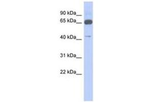 Image no. 1 for anti-Zinc Finger Protein 446 (ZNF446) (N-Term) antibody (ABIN6742845)