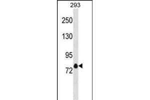 KCNA4 Antibody (C-term) (ABIN1881472 and ABIN2838910) western blot analysis in 293 cell line lysates (35 μg/lane). (Kv1.4 antibody  (C-Term))