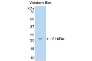 Western Blotting (WB) image for anti-Tumor Necrosis Factor alpha (TNF alpha) (AA 77-232) antibody (ABIN3209215) (TNF alpha antibody  (AA 77-232))