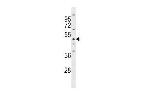 RBM23 Antibody (Center) (ABIN1537815 and ABIN2848957) western blot analysis in Hela cell line lysates (35 μg/lane). (RBM23 antibody  (AA 128-157))