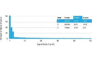 Analysis of Protein Array containing more than 19,000 full-length human proteins using GATA-3 Mouse Monoclonal Antibody (GATA3/2688). (GATA3 antibody  (AA 357-436))