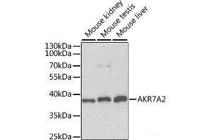 Western blot analysis of extracts of various cell lines using AKR7A2 Polyclonal Antibody at dilution of 1:1000. (AKR7A2 antibody)