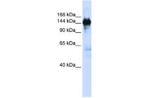 PFAS antibody used at 1 ug/ml to detect target protein. (PFAS antibody)