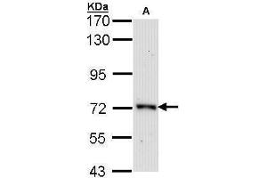 WB Image Sample (30 ug of whole cell lysate) A: Raji 7. (ORC2 antibody)